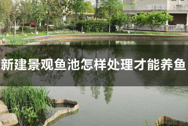 新建景觀魚池怎樣處理能養(yǎng)魚