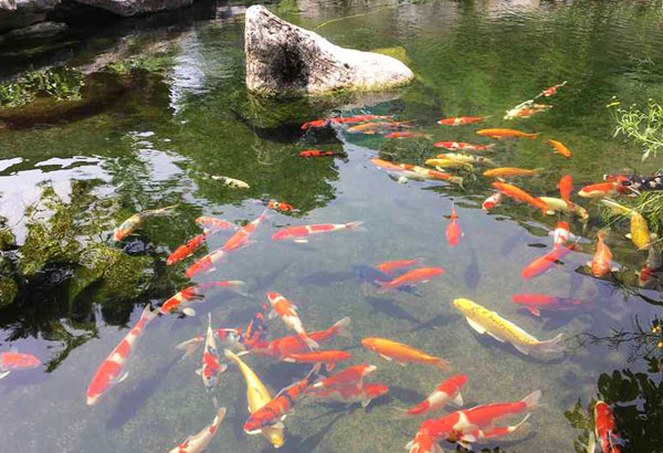 庭院小型景觀池水發(fā)綠混濁到底是安裝凈水設備還是換水解決？