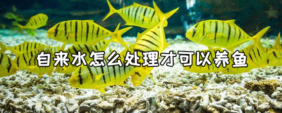 自來水養(yǎng)魚怎么處理水